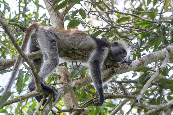 Macaco Colobus Vermelho Selvagem Sentado Ramo Floresta Tropical Ilha Zanzibar — Fotografia de Stock