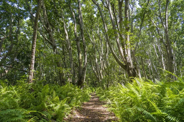 Jungle Les Pěší Stezkou Volně Žijících Živočichů Jasného Slunečného Dne — Stock fotografie