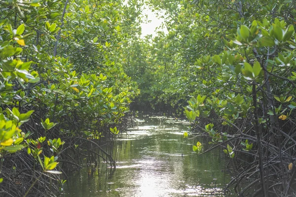 Mangrove Δέντρο Δίπλα Στη Θάλασσα Στο Νησί Της Ζανζιβάρης Τανζανία — Φωτογραφία Αρχείου