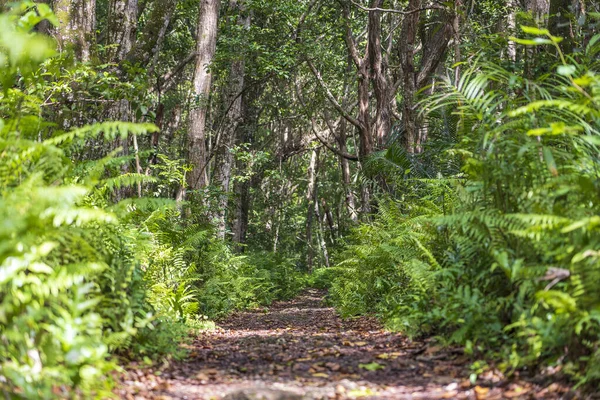 Лес Джунглей Тропинкой Дикой Природой Ясный Солнечный День Острове Занзибар — стоковое фото