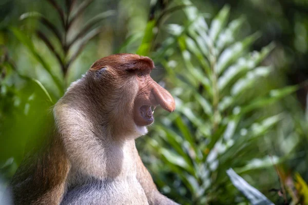 Wild Proboscis Majom Vagy Nasalis Larvatus Esőerdőben Borneo Sziget Malajzia — Stock Fotó