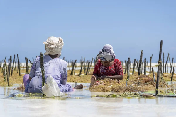 Zanzíbar Tanzania Noviembre 2019 Las Mujeres Cosechan Las Algas Para —  Fotos de Stock