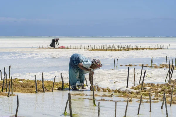 坦桑尼亚桑给巴尔 2019年11月11日 在坦桑尼亚桑给巴尔岛 妇女在传统服饰的海上种植园收获用于肥皂 化妆品和药物的海藻 — 图库照片