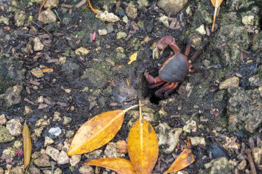 Mangrov ormanının yakınındaki sahilde kırmızı yengeç, Zanzibar adası, Tanzanya, Doğu Afrika. Kapat, üst görünüm