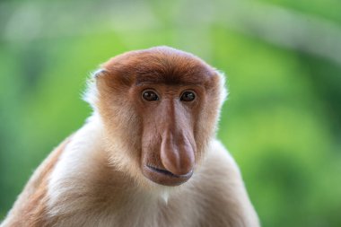 Borneo, Malezya 'nın yağmur ormanlarındaki vahşi hortumlu maymun ya da Nasalis larvası, yaklaşın.