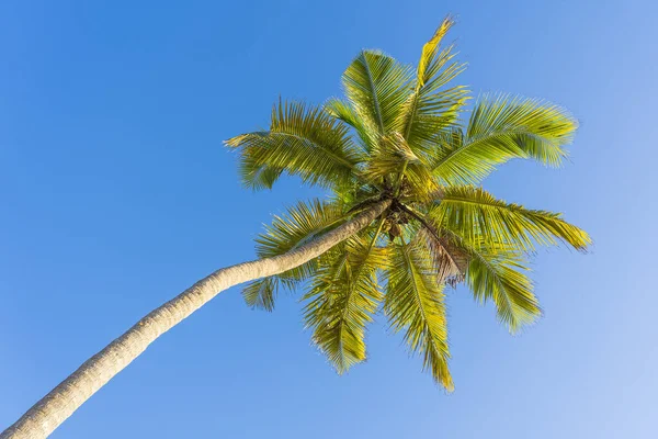 Kokospalmperspektiv Från Golvet Högt Upp Stranden Zanzibar Tanzania Östafrika Gröna — Stockfoto