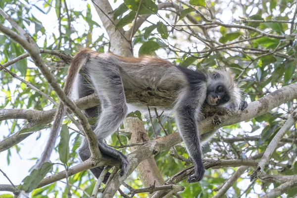Mono Colobo Rojo Salvaje Sentado Rama Bosque Tropical Isla Zanzíbar — Foto de Stock