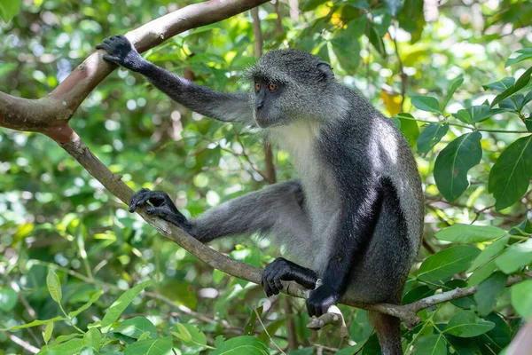 Scimmia Selvatica Endemica Blu Seduta Sul Ramo Nella Foresta Tropicale — Foto Stock