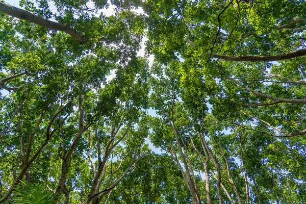 Άποψη Των Κορυφών Των Δέντρων Στο Δάσος Ζούγκλα Μια Ηλιόλουστη — Φωτογραφία Αρχείου