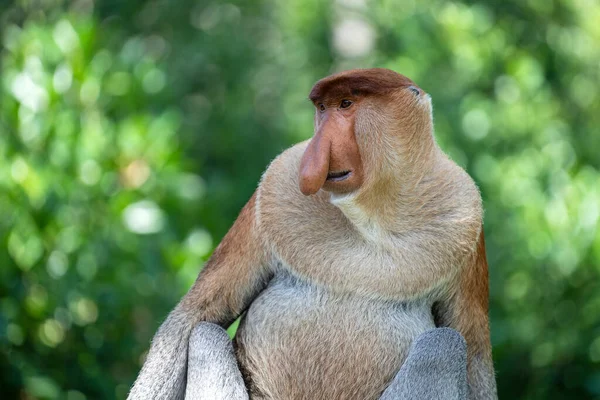 Portret Dzikiej Małpy Proboscis Lub Nasalis Larvatus Lesie Deszczowym Wyspy — Zdjęcie stockowe