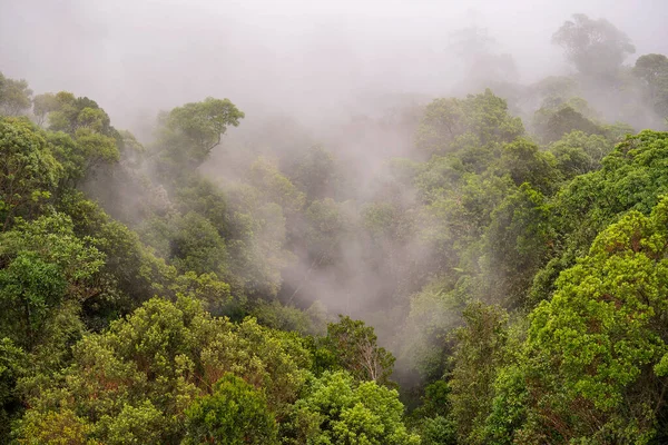 Alberi Tropicali Nella Foresta Della Giungla Con Nebbia Mattutina Una — Foto Stock