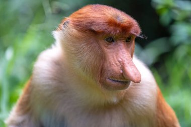 Borneo, Malezya 'nın yağmur ormanlarındaki vahşi hortumlu maymun ya da Nasalis larvası, yaklaşın.