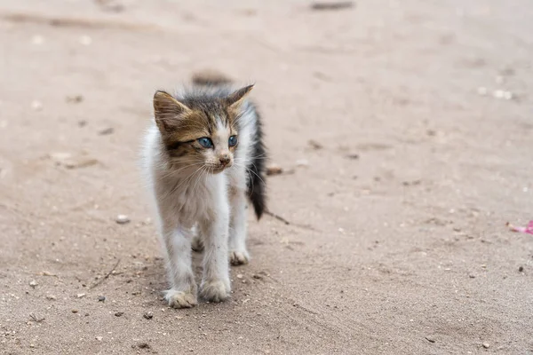 Homeless Sad Kitten Street Island Zanzibar Tanzania East Africa Close — Stock Photo, Image