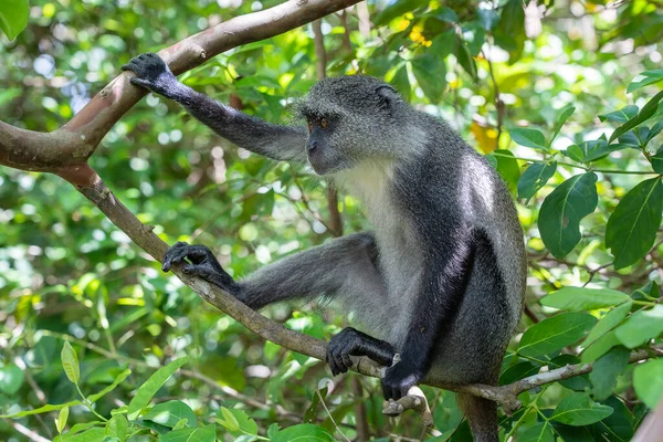 ザンジバル島 タンザニア 東アフリカの熱帯林の枝に座っている野生の固有種の青い猿 クローズアップ — ストック写真
