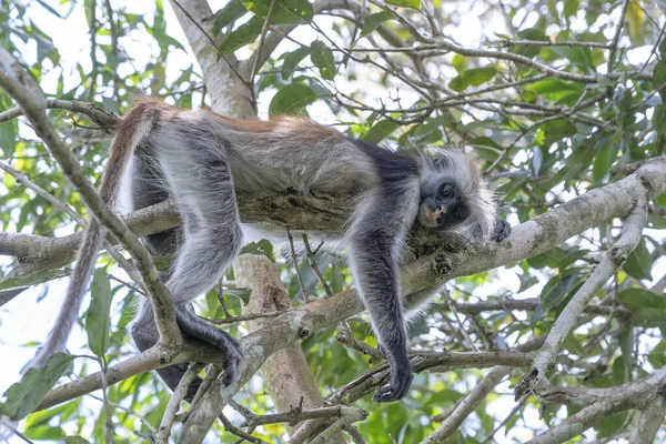 동아프리카 잔지바르 열대림에 나뭇가지에 콜로부스 원숭이 — 스톡 사진