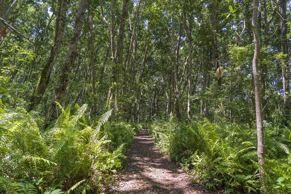 Bosque Selvático Con Sendero Vida Silvestre Claro Día Soleado Isla — Foto de Stock