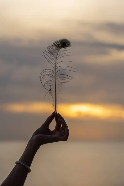 女性の手は 近くに熱帯のビーチで海の近くの美しい夕日に対して孔雀の羽を保持しています — ストック写真