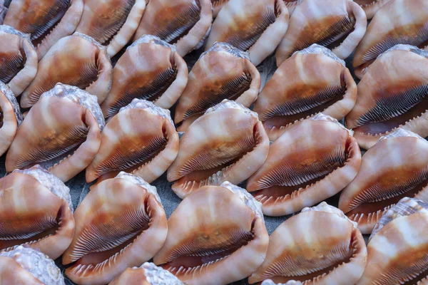 Recuerdos Grandes Conchas Mar Para Vender Mercado Playa Isla Zanzíbar — Foto de Stock