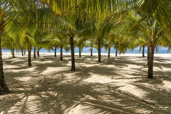 Palme Cocco Verdi Sulla Spiaggia Sabbia Bianca Vicino Mar Cinese — Foto Stock