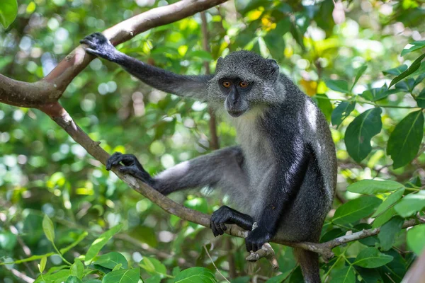 Divoká Endemická Modrá Opice Sedící Větvi Tropického Lesa Ostrově Zanzibar — Stock fotografie