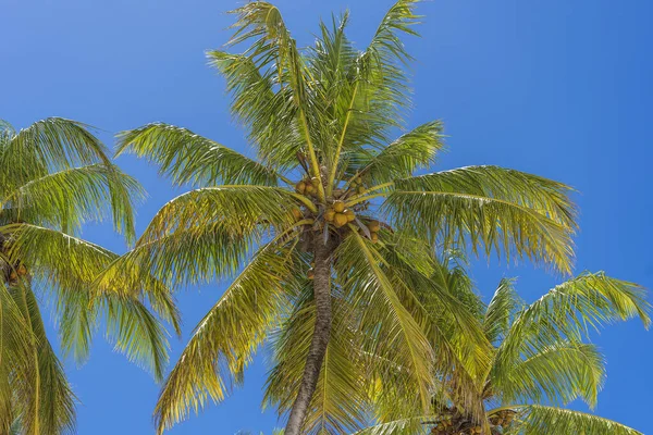 Kokospalmperspektiv Från Golvet Högt Upp Stranden Zanzibar Tanzania Östafrika Gröna — Stockfoto