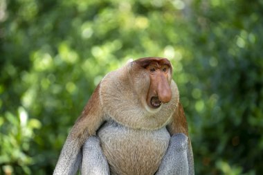 Borneo, Malezya 'nın yağmur ormanlarındaki vahşi hortumlu maymun ya da Nasalis larvası, yaklaşın.