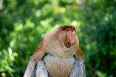 Wild Proboscis monkey or Nasalis larvatus, in the rainforest of island Borneo, Malaysia, close up clipart