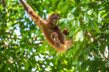 Borneo, Malezya 'nın yağmur ormanlarında nesli tükenmekte olan vahşi bir orangutan yaklaşıyor. Doğada Orangutan dağ yamağı