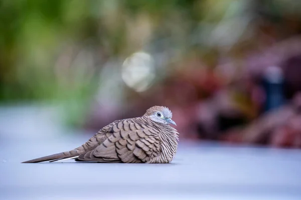 Divoká Holubice Nebo Spilopelia Chinensis Nebo Holubice Nebo Hrdlička Perleťovým — Stock fotografie