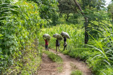 Arusha, Tanzanya - 20 Aralık 2019: Kafalarında saman çuvalları olan bir grup Afrikalı Arusha, Tanzanya, Doğu Afrika yakınlarındaki bir tarladan evlerine doğru yürüyorlar