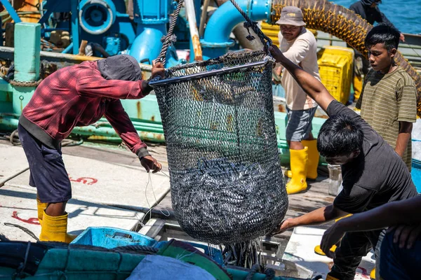 Kota Kinabalu Malaisie Février 2020 Des Pêcheurs Malaisiens Chargent Poisson — Photo