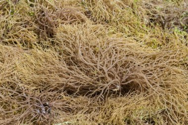 Zanzibar Adası, Tanzanya, Doğu Afrika 'da daha fazla işlem için deniz yosunu, kapatın