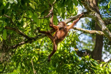 Borneo, Malezya 'nın yağmur ormanlarında nesli tükenmekte olan vahşi bir orangutan yaklaşıyor. Doğada Orangutan dağ yamağı