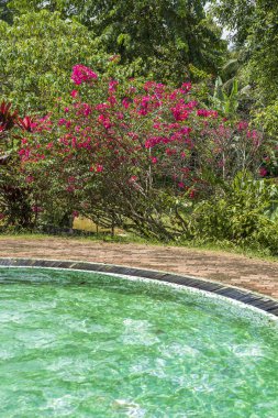 Tropikal bahçedeki havuzun yanında güzel kırmızı çiçekleri olan Bush, Borneo Adası, Malezya. Doğa ve seyahat kavramı