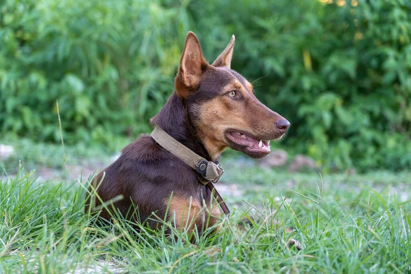 Brown Cão Encontra Grama Verde Ilha Zanzibar Tanzânia África Oriental — Fotografia de Stock