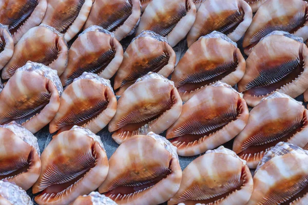 Recuerdos Grandes Conchas Mar Para Vender Mercado Playa Isla Zanzíbar — Foto de Stock