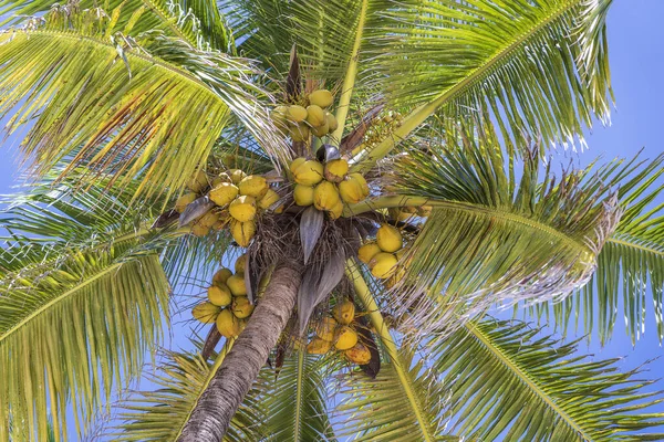 코코넛 야자나무의 전경은 아프리카 탄자니아 위높은 층에서 바라본다 배경에 야자나무 — 스톡 사진