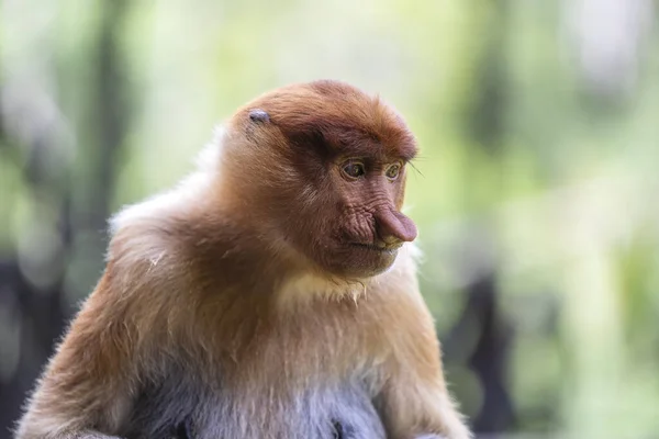 Ritratto Una Scimmia Proboscide Selvatica Nasalis Larvatus Nella Foresta Pluviale — Foto Stock