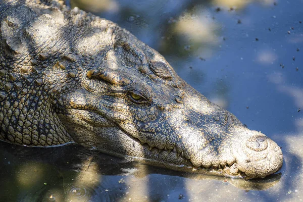 Cabeza Cocodrilo Encuentra Sombra Cerca Del Agua Del Río Vietnam — Foto de Stock