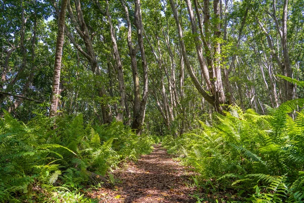 Jungle Les Pěší Stezkou Volně Žijících Živočichů Jasného Slunečného Dne — Stock fotografie