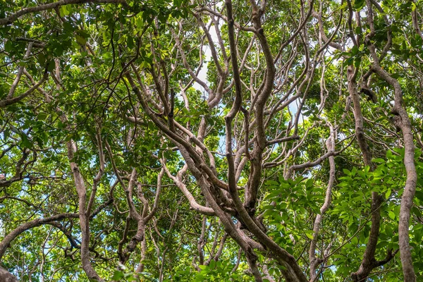 View Treetops Jungle Forest Sunny Day Island Zanzibar Tanzania East — Stock Photo, Image