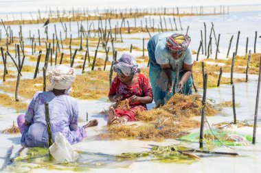 Zanzibar, Tanzanya - 11 Kasım 2019: Kadınlar geleneksel elbise, ada Zanzibar, Tanzanya, Doğu Afrika 'daki bir deniz plantasyonunda sabun, kozmetik ve ilaç için deniz yosunu hasat ediyorlar