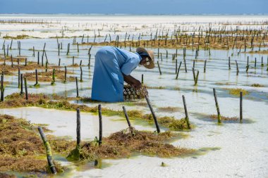 Zanzibar, Tanzanya - 11 Kasım 2019: Kadınlar geleneksel elbise, ada Zanzibar, Tanzanya, Doğu Afrika 'daki bir deniz plantasyonunda sabun, kozmetik ve ilaç için deniz yosunu hasat ediyorlar