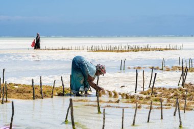 Zanzibar, Tanzanya - 11 Kasım 2019: Kadınlar geleneksel elbise, ada Zanzibar, Tanzanya, Doğu Afrika 'daki bir deniz plantasyonunda sabun, kozmetik ve ilaç için deniz yosunu hasat ediyorlar