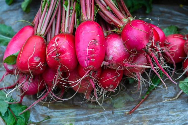 Red Radish Sale Street Food Market Mountain Village Sapa Vietnam — Stock Photo, Image