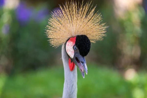 頭に硬い金色の羽を持つ灰色の冠鶴やバレアリカの規制の肖像 クローズアップ — ストック写真