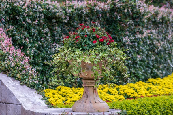 Schöne Rote Rosen Einem Steinblumentopf Einem Tropischen Garten Der Stadt — Stockfoto