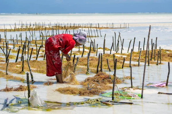 Zanzibar Tanzanie Novembre 2019 Les Femmes Récoltent Les Algues Pour — Photo