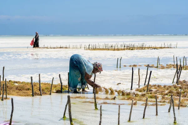 Zanzíbar Tanzania Noviembre 2019 Las Mujeres Cosechan Las Algas Para —  Fotos de Stock