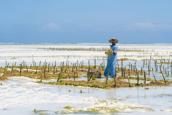 Zanzibar Tanzania November 2019 Women Harvest Seaweed Soap Cosmetics Medicin — Stock Photo, Image